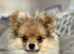 Beautiful cream sable female Pomeranian