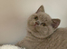 CHAMPION QUALITY BRITISH SHORTHAIR KITTENS