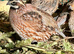 Pair northern bobwhite quail