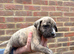 Beautiful mixed breed pups