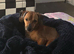 Dachshund x JackRussell