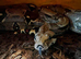 Female Boa Constrictor and Viv