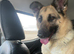 German Shepard