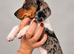 Miniature Dachshund Puppies 2 Boys