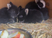 Rabbits