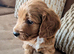 5week old outstanding full DNA tested Cockerpoo puppies