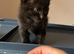 Stunning BSH KITTENS X