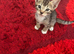 6 beautiful CUTE kittens ready for RE-HOMING