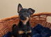 Jack russellXChihuahua puppies