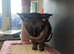 Sphynx cat for sale