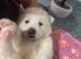 BEAUTIFUL JAPANESE AKITA INU PUPPIES