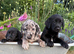 Beautiful "Aussiedor" Puppies Now Ready