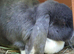 PURE BRED Giant French Lop Babies - Vaccinated with the Nobivac 3 in 1