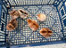 Wellsummer chicks