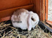 Mini lop rabbits for sale