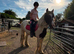 15hh - 5yo - Gelding