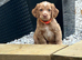 Cocker spaniel