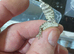 VIPER GECKO'S 1 MALE AND 2 FEMALES