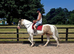 Prince 15.3hh 4 year old cob gelding