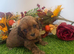 Toy cavapoo puppies