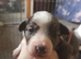 Border collie x papillon puppies