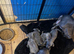 5 Blue Stunning Staffordshire puppies for sale