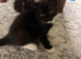 4 adorable kittens