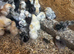 Chicks