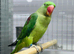 Alexandrian parrot