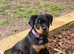 Rottweiller puppie for sale
