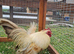 Pair of show quality seramas