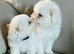Bichon frise puppy 2 GIRLS LEFT !