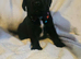8 Stunning Springador Puppies