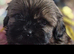 3 beautiful pure shih tzus