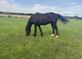 Shire X tb gelding youngster