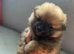 4 beautiful pups looking for their forever home