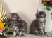 Beautiful TICA reg Maine coon kittens