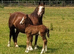 Welsh sec c mare