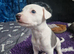 Heart and Health Tested White and blue parti coloured Whippet Pups.
