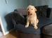 Male cockapoo