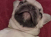 LITTER OF BEAUTIFUL FRENCH BULLDOGS KC REG