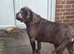 Presa Canario