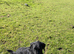Labrador