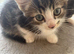 Two cute half main coon kittens