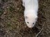 Ferret kits for sale