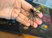 Phormictopus sp Dominican Purple