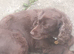 Springer spaniel for sale