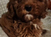 Stunning Fox-red Cavapoo Puppies