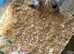 Fancy mice babies - Ready Now
