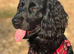 Handsome Henry